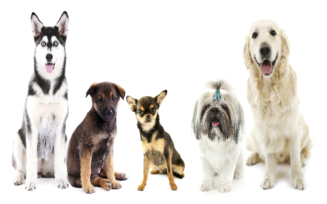 犬の寿命は30年で2倍に 犬種ごとの寿命と平均寿命が延びた理由 犬の飼い方 ペットグッチョイス