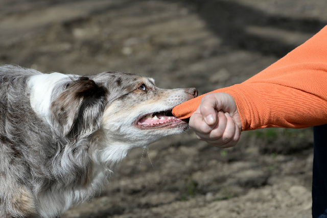 犬の噛み癖 噛みつき 知っておきたい原因と対策 しつけ 犬の飼い方 ペットグッチョイス